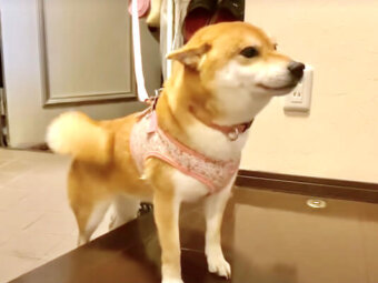 柴犬,YouTube