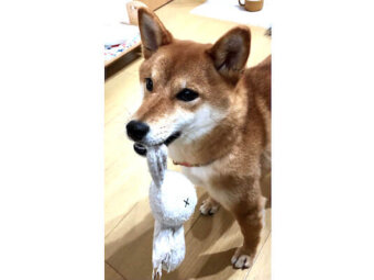 柴犬,Twitter
