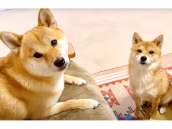 柴犬,YouTube
