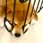 柴犬,YouTube