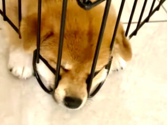 柴犬,YouTube