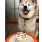 柴犬