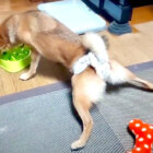 柴犬,YouTube