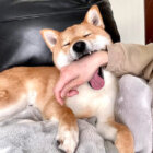 柴犬,Instagram