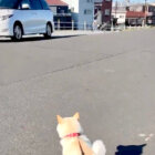 柴犬,Twitter