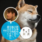 柴犬,お悩み解決