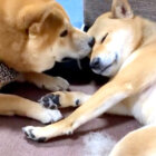 柴犬,YouTube