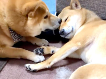 柴犬,YouTube
