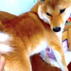 柴犬,Twitter