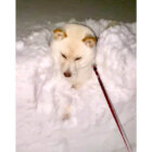 柴犬,Twitter