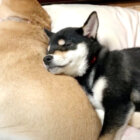 柴犬,YouTube