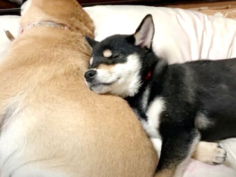 柴犬,YouTube
