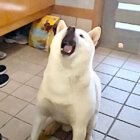 柴犬,YouTube