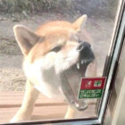柴犬,Twitter