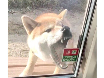 柴犬,Twitter