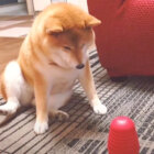 柴犬,イッヌドットライフ,動画
