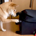 柴犬,動画