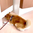 柴犬,Twitter