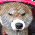 柴犬,YouTube