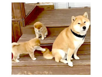 柴犬,YouTube