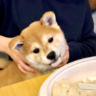 柴犬,Twitter