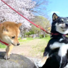 柴犬,Instagram
