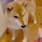 柴犬,YouTube