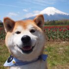 柴犬
