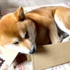 柴犬,YouTube