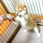 柴犬,YouTube