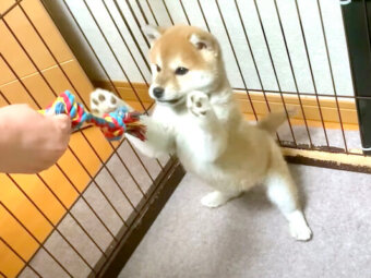 柴犬,YouTube