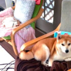 柴犬,YouTube