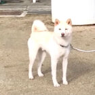 柴犬,YouTube