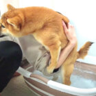 柴犬,YouTube