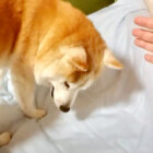 柴犬,YouTube