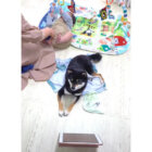 柴犬,YouTube