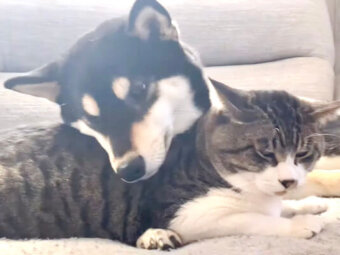 柴犬,YouTube