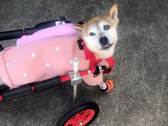 柴犬