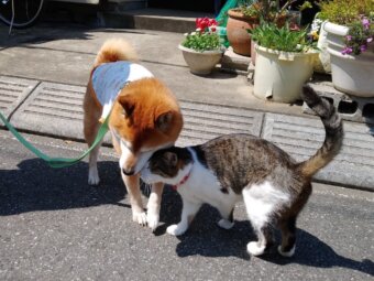 柴犬と猫