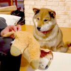 柴犬,動画