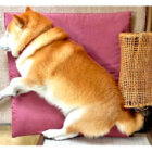 柴犬,YouTube