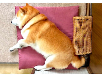 柴犬,YouTube