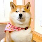 柴犬,動画