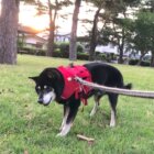 柴犬