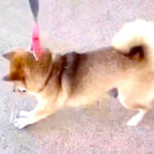 柴犬,動画