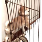 柴犬,動画