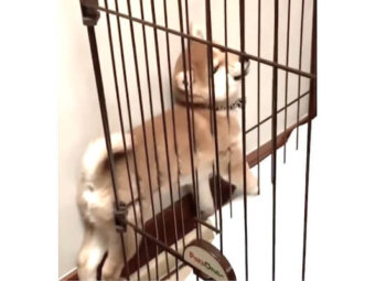 柴犬,動画