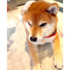 柴犬,動画