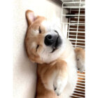 柴犬,動画