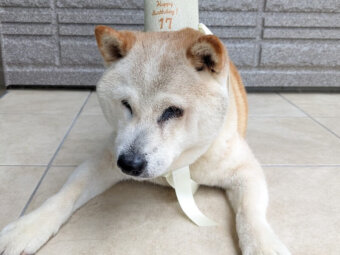 柴犬
